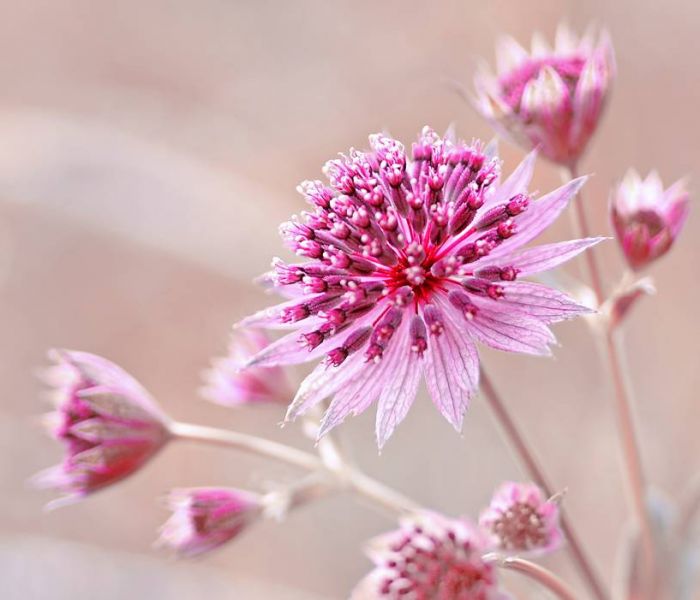 Sterndolden sind ideale Pflanzen für abschattige Standorte, da sie wenig Sonnenlicht benötigen. (Foto: AdobeStock - Iwona 441383234)