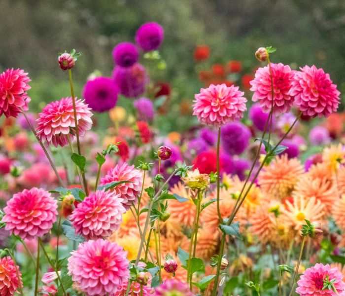 An halbschattigen Plätzen gedeihen Dahlien besonders gut. (Foto: AdobeStock - Danita Delimont 420626747)