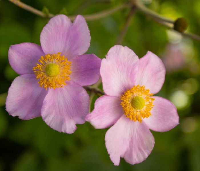 Für Herbst-Anemonen sind absonnige Standorte ideal. (Foto: AdobeStock - Carla 375918866)